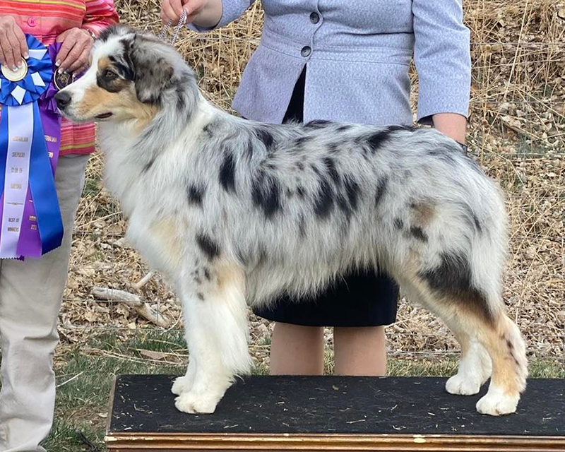 Trilogy Australian Shepherds • Males